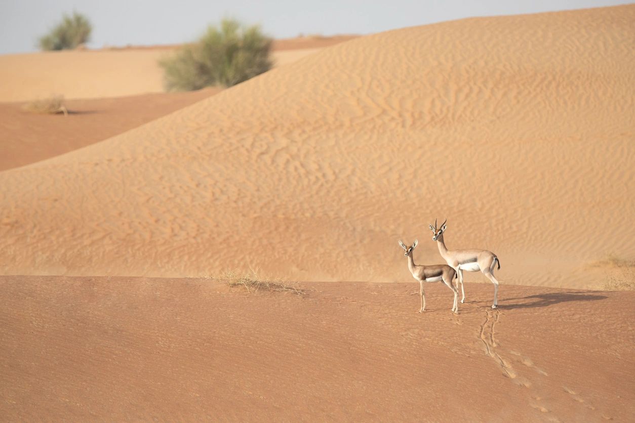 Mother and baby mountain gazelle in desert dunes. Dubai, UAE.